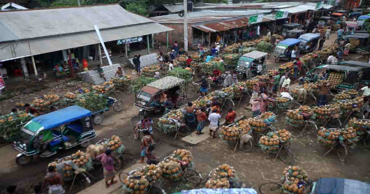 Pineapple Capital abuzz in peak season